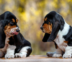 angell-at-essex-sees-its-100th-patient-visit-a-pair-of-nine-week-old-basset-hound-puppies
