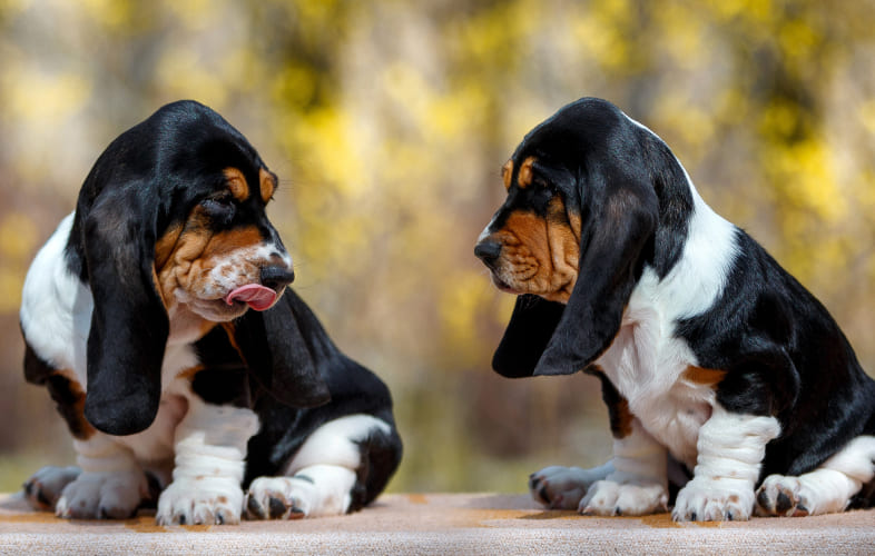6087Angell at Essex Sees its 100th Patient Visit: a Pair of Nine-Week-Old Basset Hound Puppies