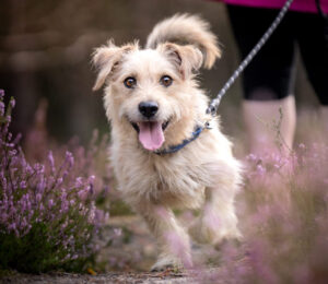 boston-city-council-lauds-the-mspca-angells-community-outreach-team-on-world-spay-day