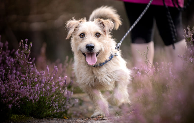 3613Boston City Council Lauds the MSPCA-Angell’s Community Outreach Team on World Spay Day
