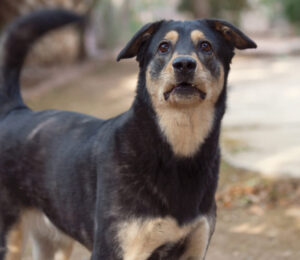 mspca-angells-law-enforcement-department-takes-custody-of-27-emaciated-animals-from-bristol-county-home