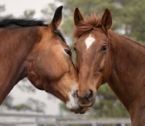 mspca-at-nevins-farm-caring-for-two-extremely-neglected-horses-whose-conditions-are-among-the-worst-ever-seen