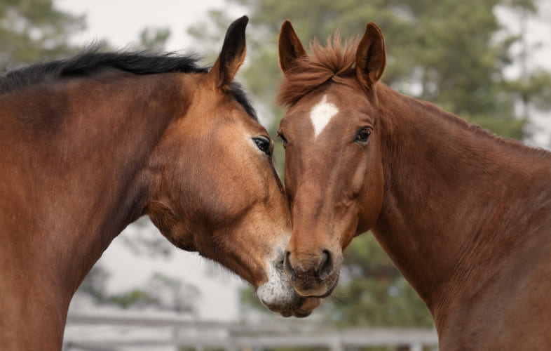 3647MSPCA at Nevins Farm Caring for Two Extremely Neglected Horses Whose Conditions are Among the Worst Ever Seen
