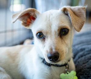 ramona-the-puppy-found-severely-injured-in-the-acton-mass-woods-now-up-for-adoption-at-the-mspca-angell