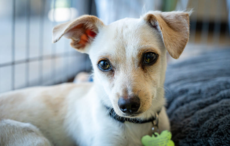 4938“Ramona,” the Puppy found Severely Injured in the Acton, Mass. Woods, now up for Adoption at the MSPCA-Angell
