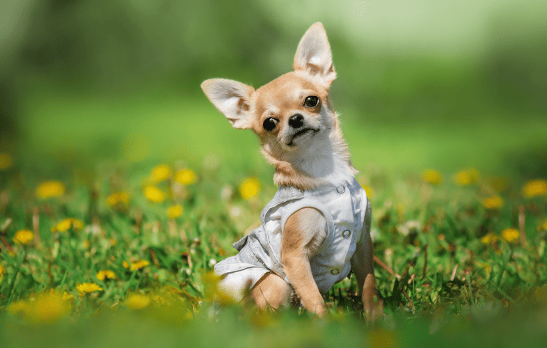 3417Chihuahua Lands at the MSPCA-Angell after her Owner Dies of Coronavirus