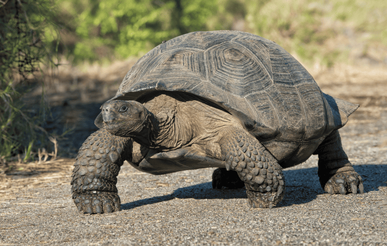 3496MSPCA-Angell Seeks Loving Home for 53-Year-Old Tortoise Whose Owner Died of COVID-19