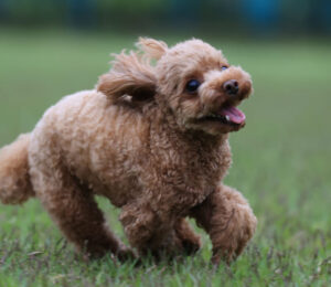 mspca-angell-asks-is-this-your-poodle-found-tethered-to-a-tree-in-melrose