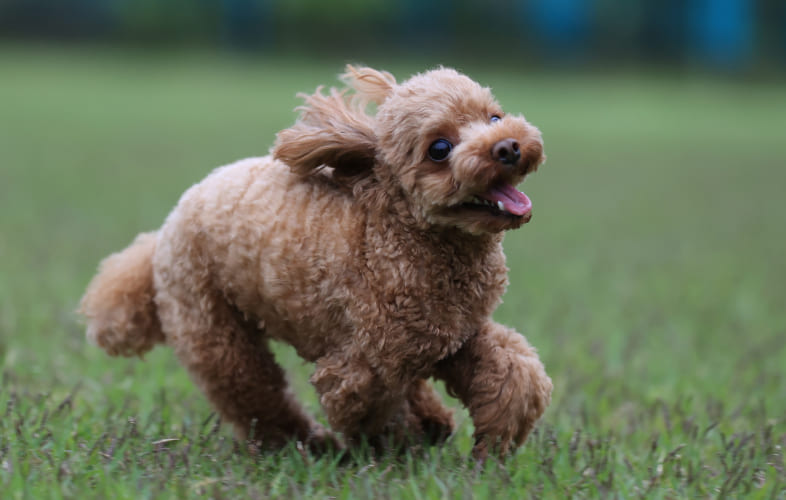 5984MSPCA-Angell Asks: Is this Your Poodle Found Tethered to a Tree in Melrose?