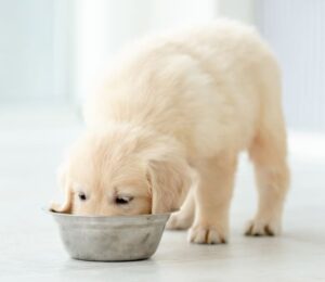 angell-animal-medical-center-re-sounds-alarm-on-link-between-pet-heart-disease-exotic-proteins-and-grain-free-foods