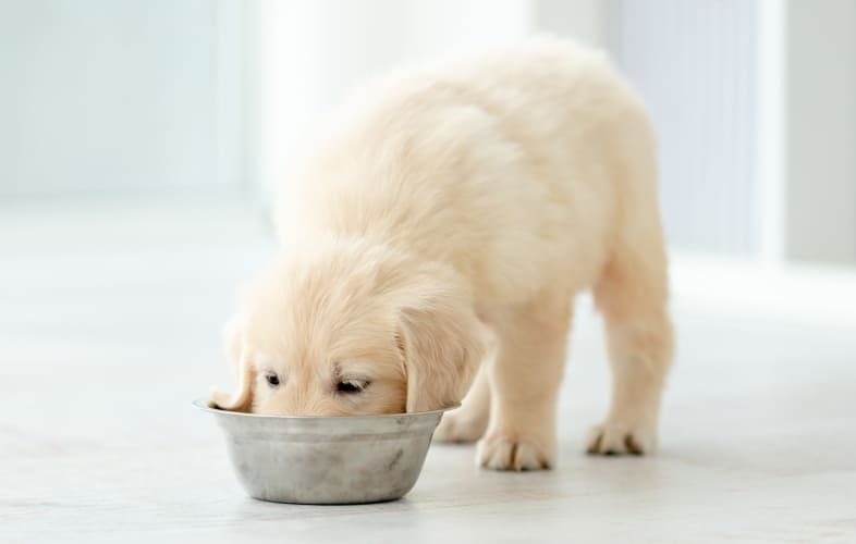 6234Angell Animal Medical Center Re-Sounds Alarm on Link between Pet Heart Disease, “Exotic Proteins” and Grain-Free Foods