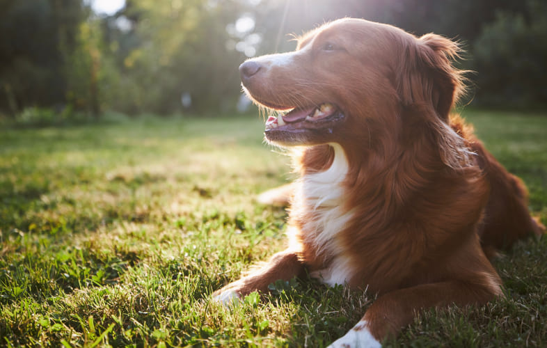 3605Dog Abandoned at the MSPCA-Angell While Suffering Heat Stroke Underscores Danger of Soaring Summer Temps