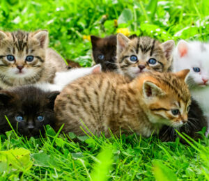 the-mspca-angell-prepares-25-cats-transported-from-georgia-shelter-for-new-homes-in-massachusetts