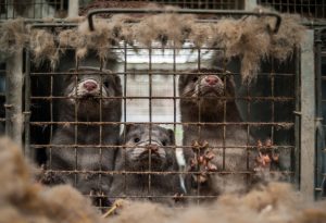 three grey mink in dirty fur farm cage