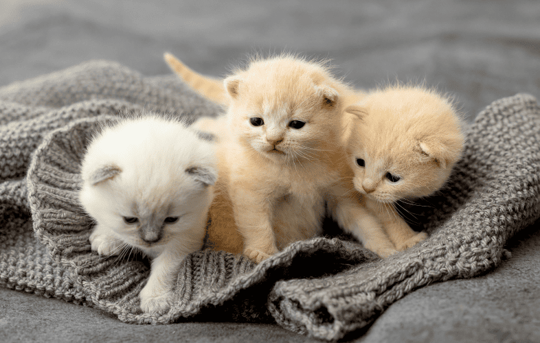 3505The MSPCA-Angell Prepares 38 Cats and Kittens Transported from Florida for New Homes in Massachusetts