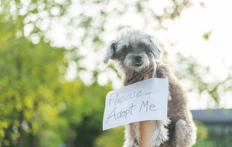 1867The MSPCA-Angell and Northeast Animal Shelter (NEAS) Join Forces to Increase Number of Adoptable Dogs and Cats in New England