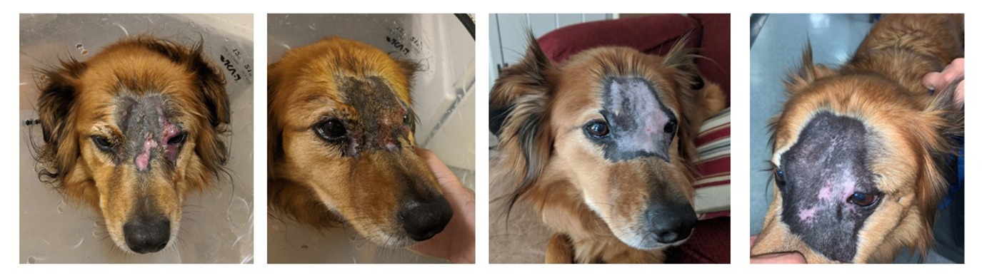 Radiation Therapy Side Effects: Skin • MSPCA-Angell