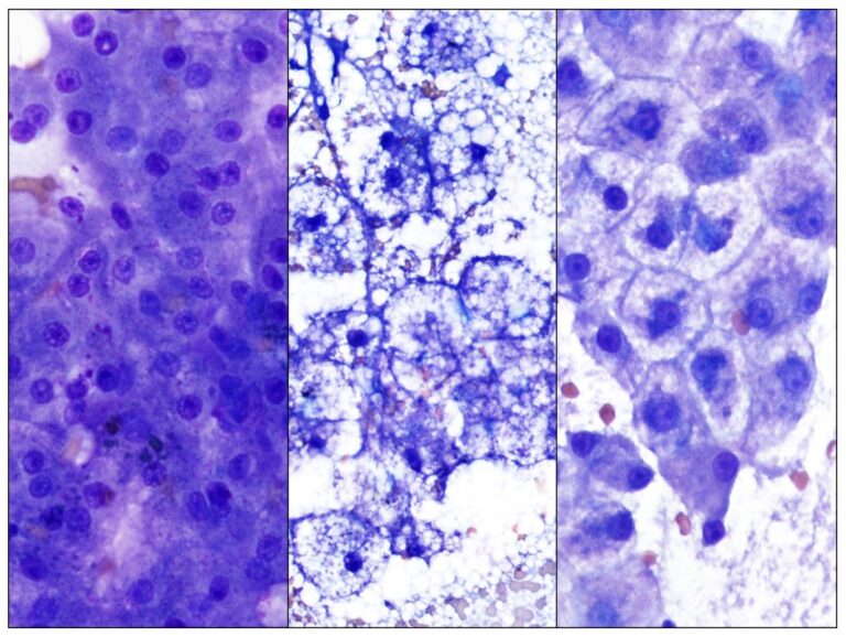 Color Atlas of Canine and Feline Liver Cytology • MSPCAAngell