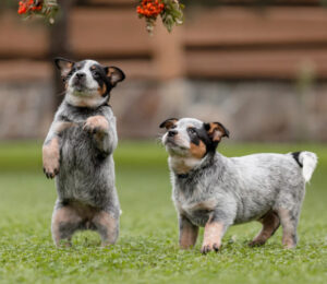homeless-puppies-from-georgia-need-surgery-to-mend-broken-hearts-before-loving-homes-can-be-found