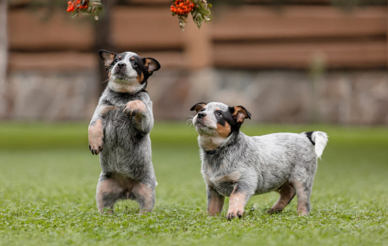 4944Homeless Puppies from Georgia Need Surgery to Mend “Broken Hearts” Before Loving Homes can be found