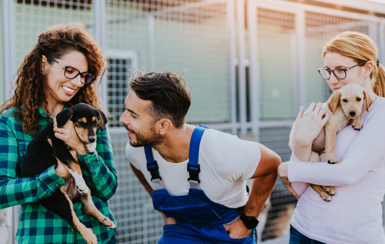 3627The MSPCA-Angell and Northeast Animal Shelter Relocate Over 100 Animals from Storm-Ravaged Texas to Massachusetts