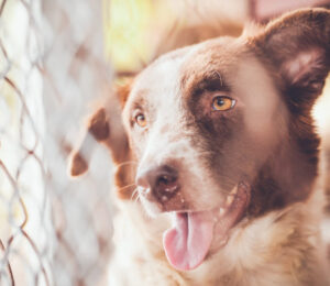 the-mspca-angell-and-northeast-animal-shelter-continue-relief-efforts-by-relocating-42-dogs-from-storm-struck-texas-to-massachusetts