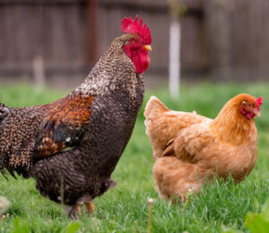 mspca-angell-takes-in-32-rabbits-seven-chickens-living-in-unsanitary-conditions