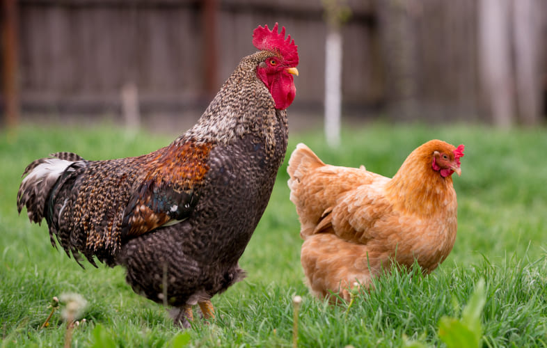 3682MSPCA-Angell Takes in 32 Rabbits, Seven Chickens Living in Unsanitary Conditions
