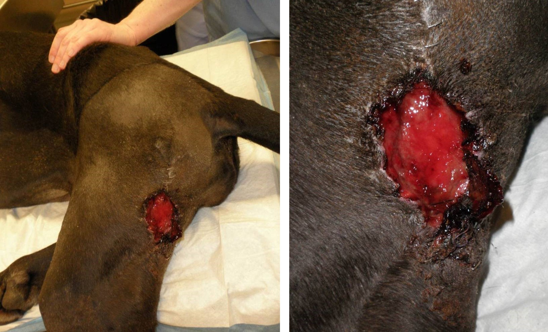 Wound Drainage Options in Veterinary Surgery • MSPCA-Angell