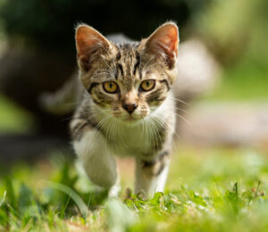 mspca-angell-law-enforcement-dept-seeks-publics-help-to-solve-horrific-animal-cruelty-case