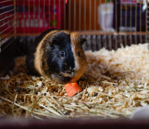 attention-adopters-mspca-angell-and-northeast-animal-shelter-announce-fee-waived-adoptions-for-small-pets