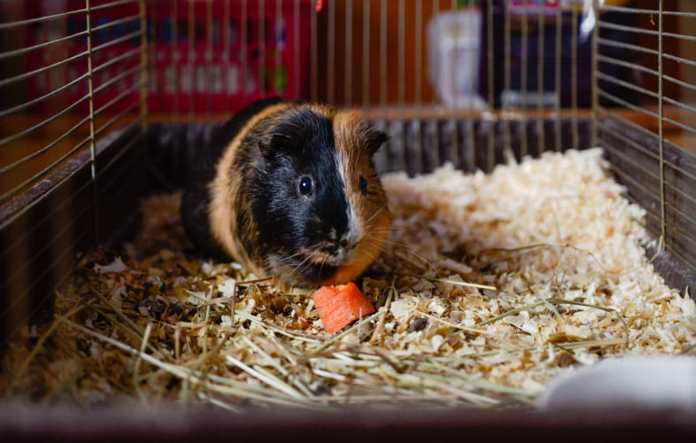 3623Attention Adopters: MSPCA-Angell and Northeast Animal Shelter Announce Fee-Waived Adoptions for Small Pets!