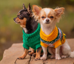 elderly-chihuahua-siblings-mikey-and-mimi-among-100-pets-available-for-adoption-after-being-flown-from-new-orleans-to-massachusetts