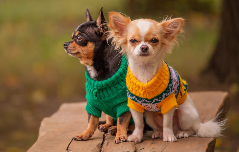 3664Elderly Chihuahua Siblings Mikey and Mimi among 100 Pets Available for Adoption after Being Flown from New Orleans to Massachusetts