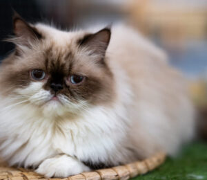 dozens-of-purebred-persian-cats-surrendered-from-single-metrowest-home-now-available-for-adoption