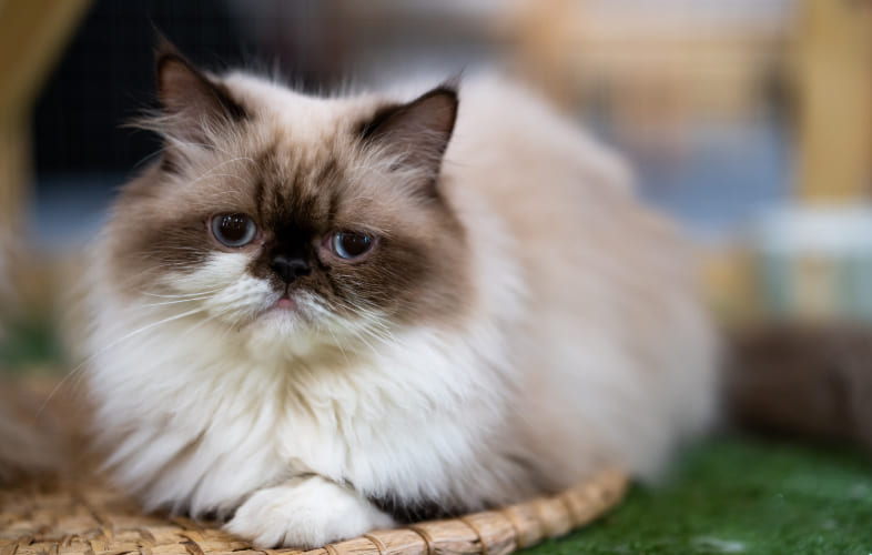 3619Dozens of Purebred Persian Cats Surrendered from Single Metrowest Home Now Available for Adoption