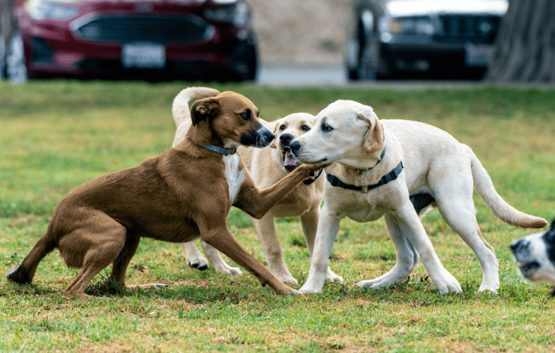190120 Dogs from Storm-Ravaged Kentucky Arrive in Massachusetts