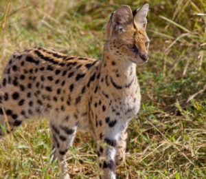 mspca-angells-community-outreach-team-finds-rare-african-wildcat-in-lincoln