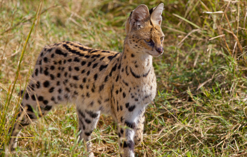 5993MSPCA-Angell’s Community Outreach Team Finds Rare African Wildcat in Lincoln!