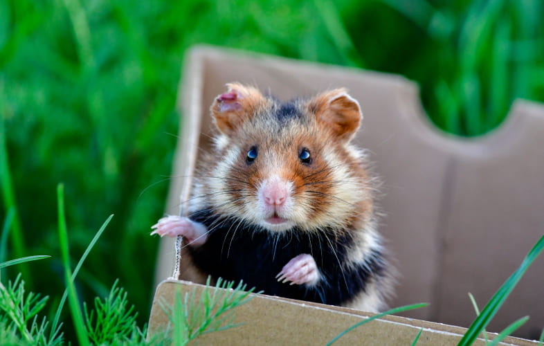 3672MSPCA-Angell and Northeast Animal Shelter Announce Next Fee-Waived Adoptathon for Small Pets!