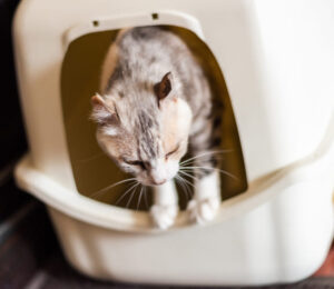 mspca-at-nevins-farm-seeks-donations-as-32-cats-from-single-tewksbury-home-arrive-with-significant-medical-needs