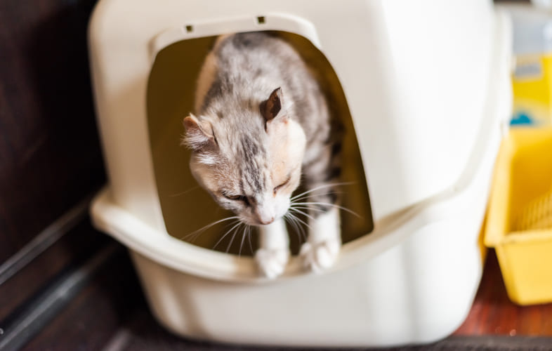 5892MSPCA at Nevins Farm Seeks Donations as 32 Cats from Single Tewksbury Home Arrive with Significant Medical Needs