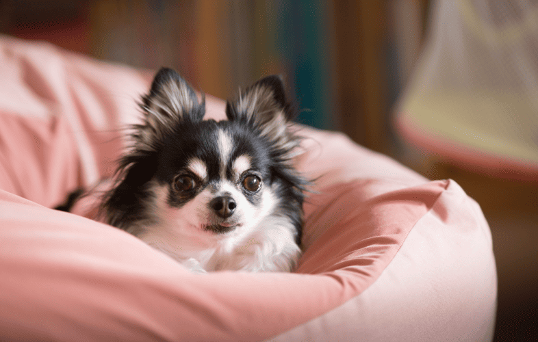 3500MSPCA at Nevins Farm Takes in 23 Yorkie-Chihuahua Mixes from a Single Home, Seeks Adopters