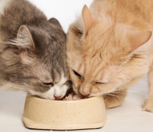 mspca-files-15-felony-animal-cruelty-charges-in-western-mass-cat-cruelty-case