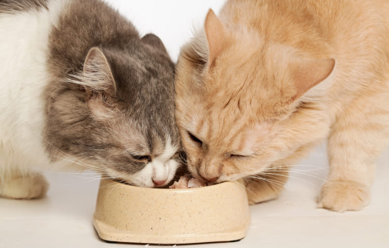 3649MSPCA Files 15 Felony Animal Cruelty Charges in Western Mass. Cat Cruelty Case