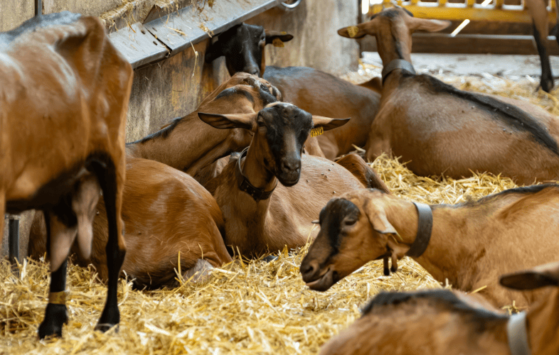 3530MSPCA Law Enforcement Files 35 Charges of Animal Cruelty in “Endangered Breed” Cattle Case