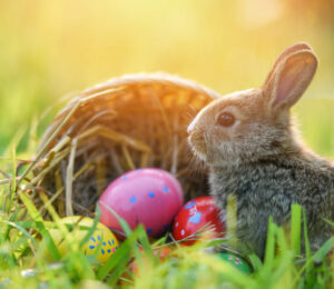 coalition-of-animal-welfare-orgs-announce-small-pets-fee-waived-adoptathon-ahead-of-easter