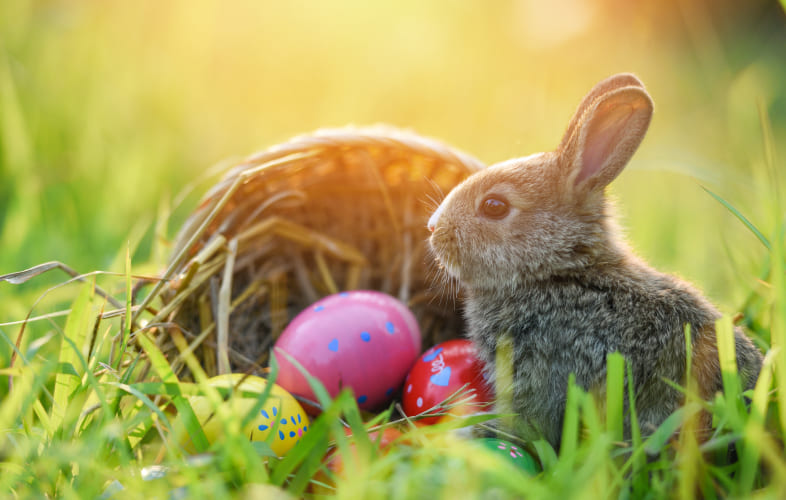 6077Coalition of Animal Welfare Orgs Announce “Small Pets” Fee-Waived Adoptathon Ahead of Easter