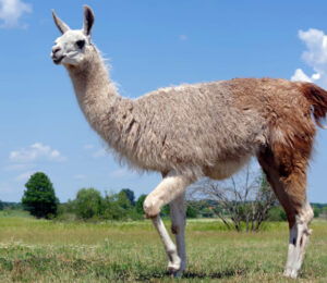 hyacinth-the-llama-surrendered-to-the-mspca-at-nevins-farm