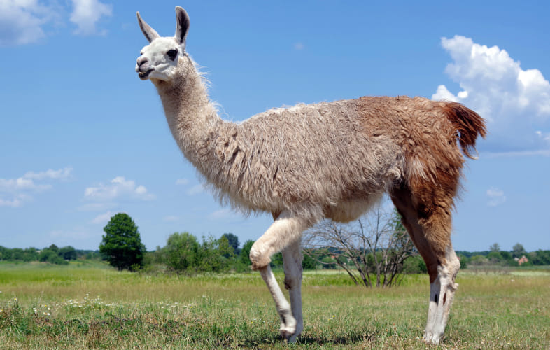 5981“Hyacinth the Llama” Surrendered to the MSPCA at Nevins Farm